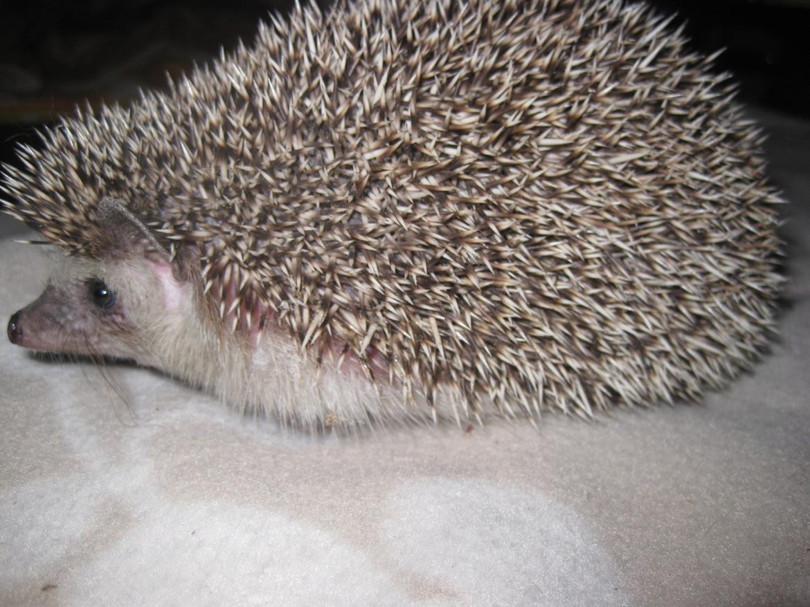 Pindsvin Sabbil's Chiko billede 3