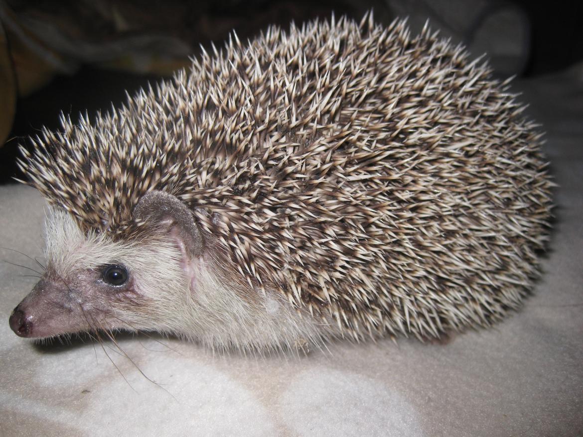 Pindsvin Sabbil's Chiko billede 4