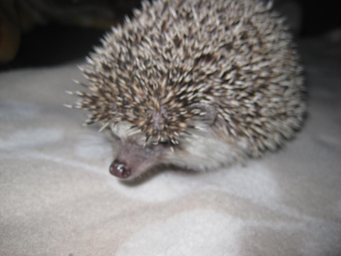 Pindsvin Sabbil's Chiko billede 5