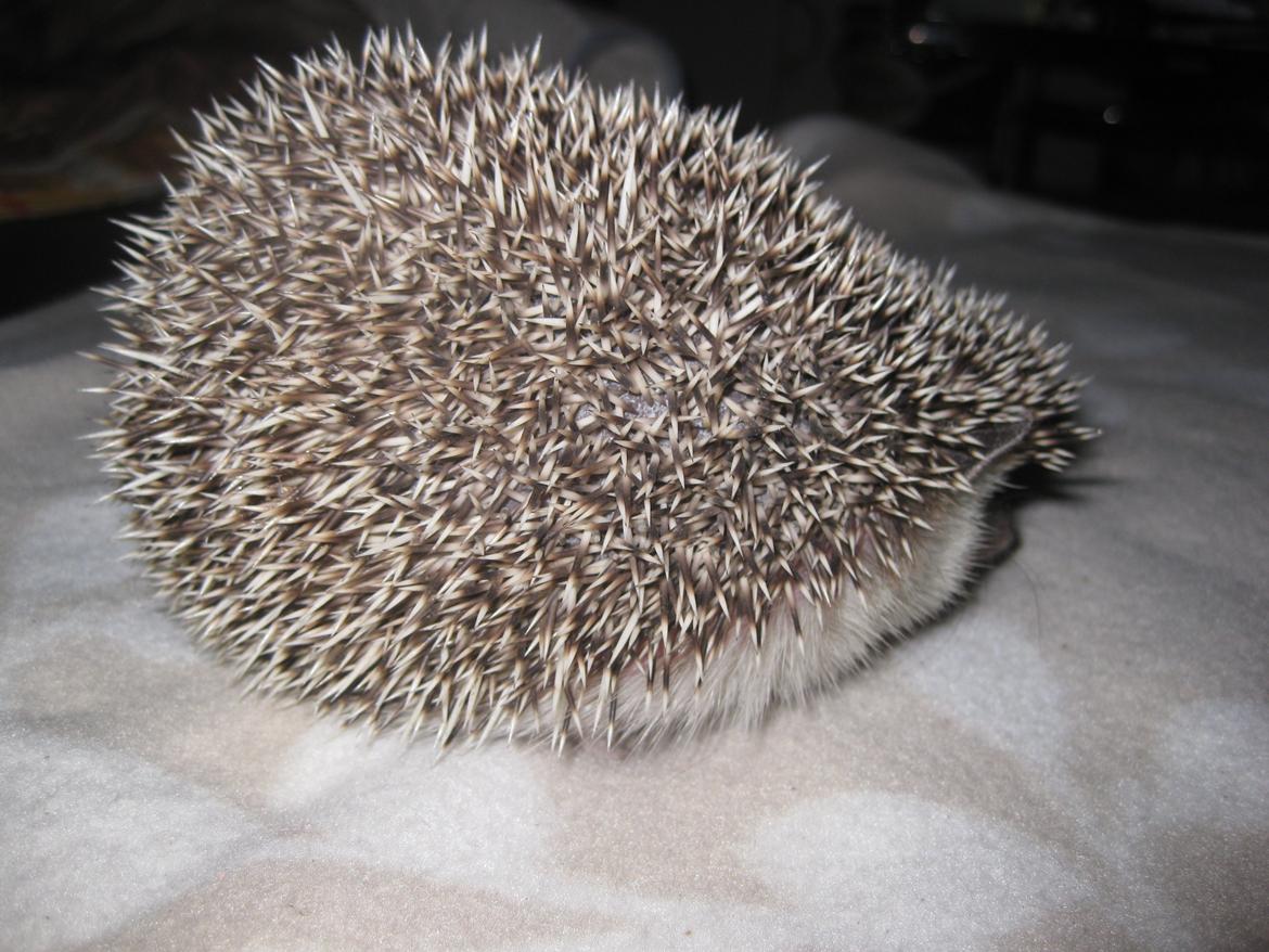 Pindsvin Sabbil's Chiko billede 6