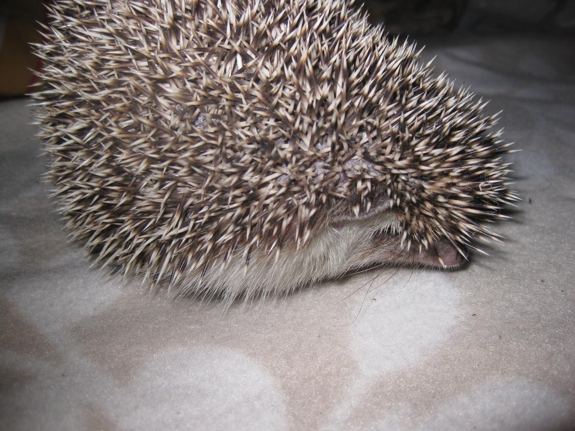 Pindsvin Sabbil's Chiko billede 7