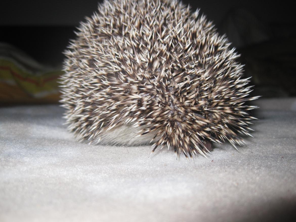 Pindsvin Sabbil's Chiko billede 8