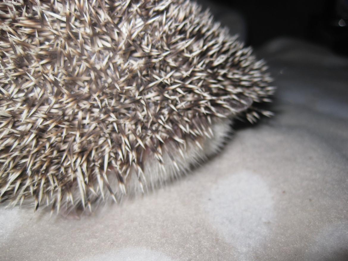 Pindsvin Sabbil's Chiko billede 9