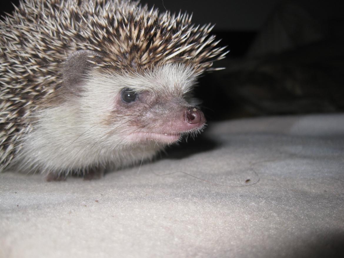 Pindsvin Sabbil's Chiko billede 10