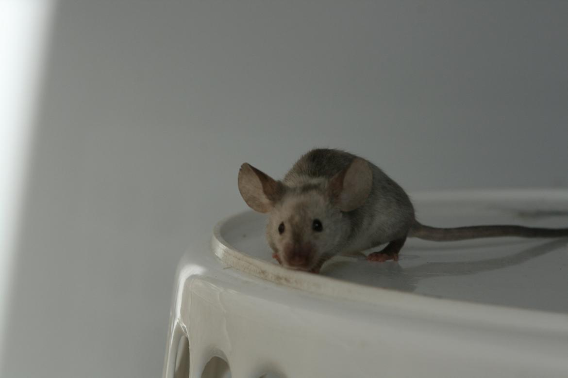 Mus Gucci billede 10