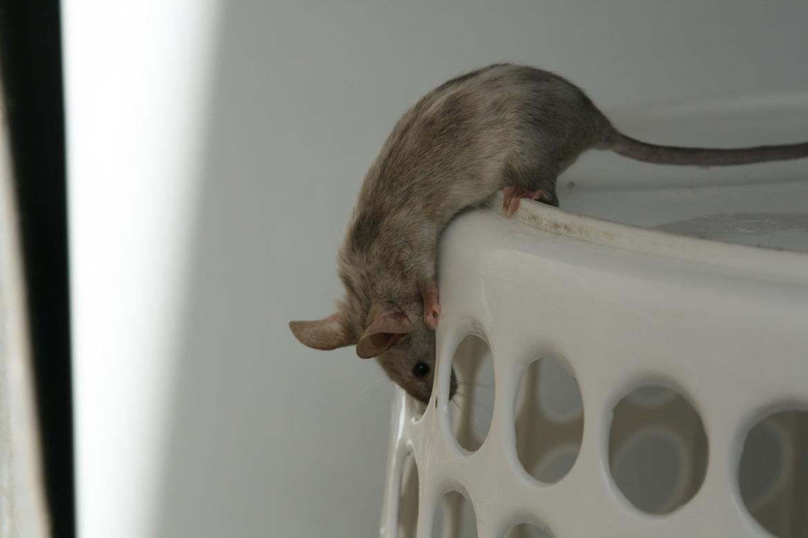 Mus Gucci billede 11