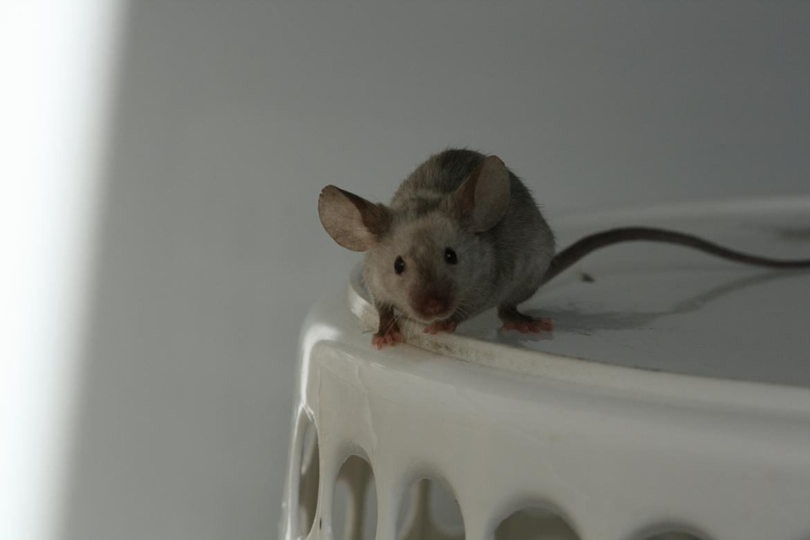 Mus Gucci billede 12