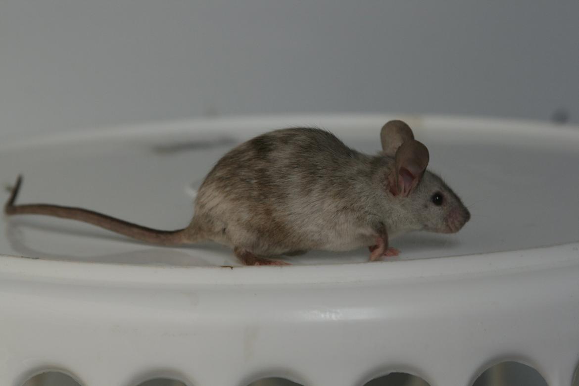 Mus Gucci billede 13