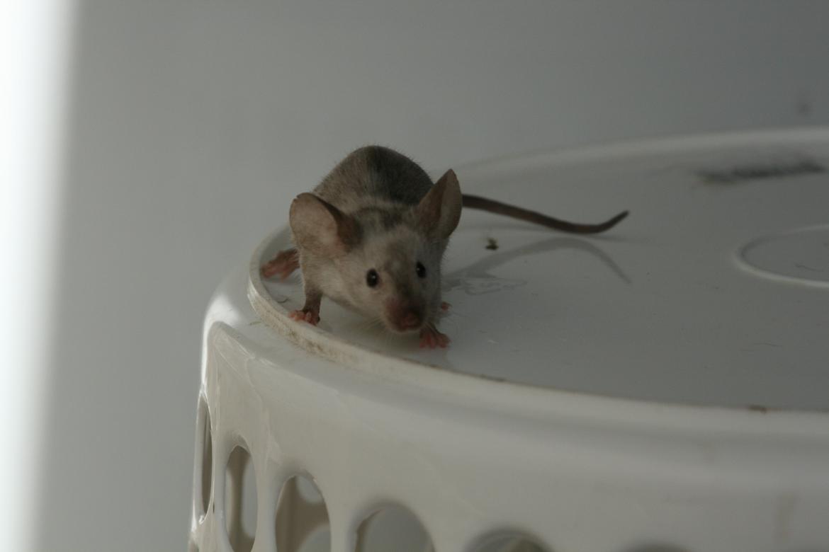 Mus Gucci billede 14