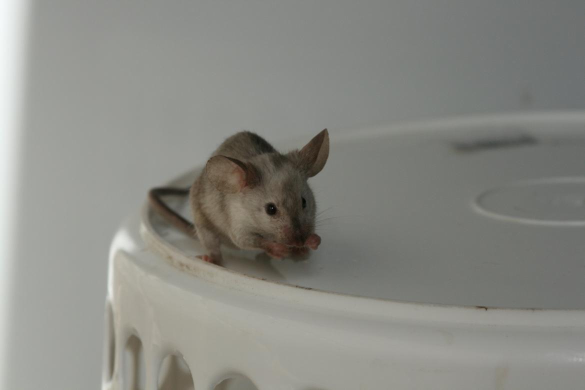 Mus Gucci billede 15