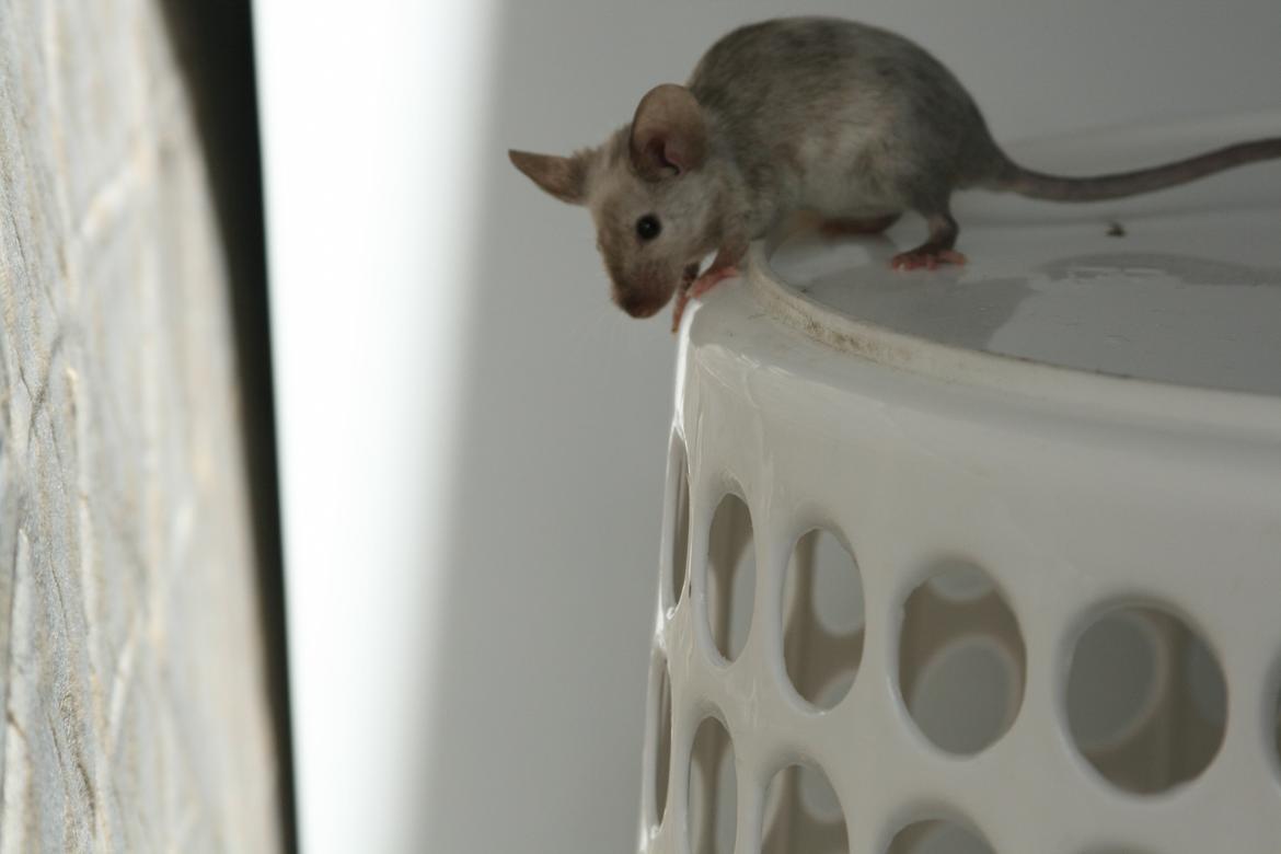 Mus Gucci billede 16