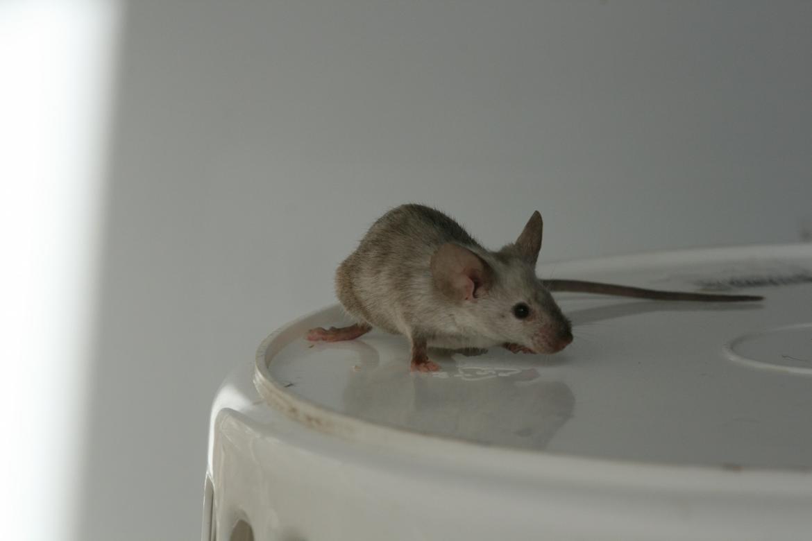 Mus Gucci billede 17