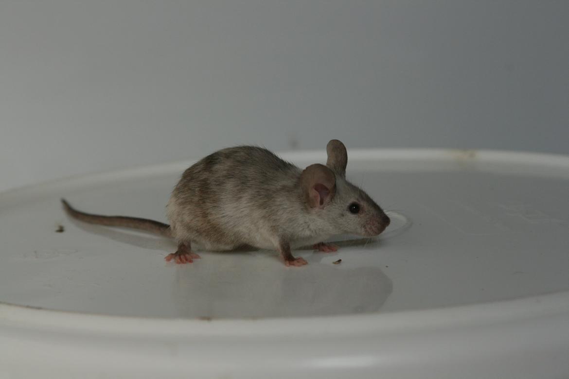 Mus Gucci billede 18