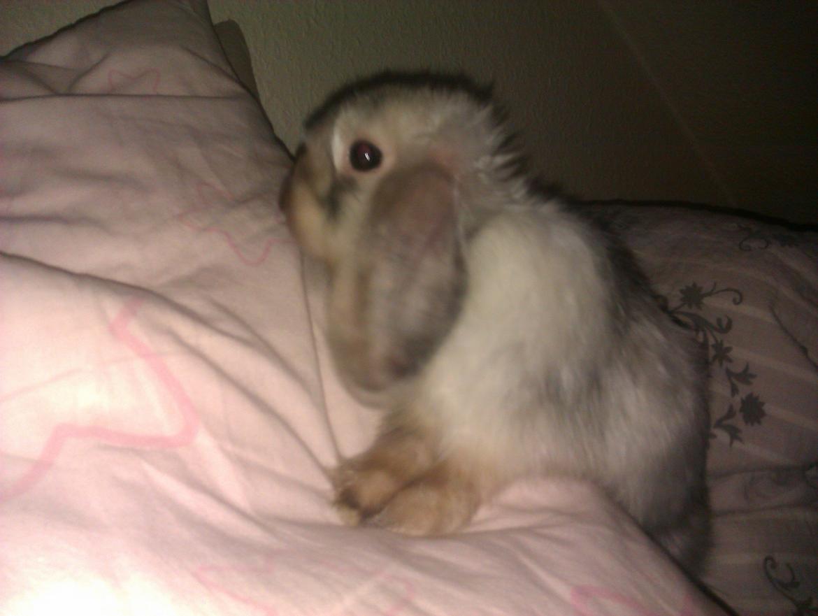 Kanin Lars <3 billede 1