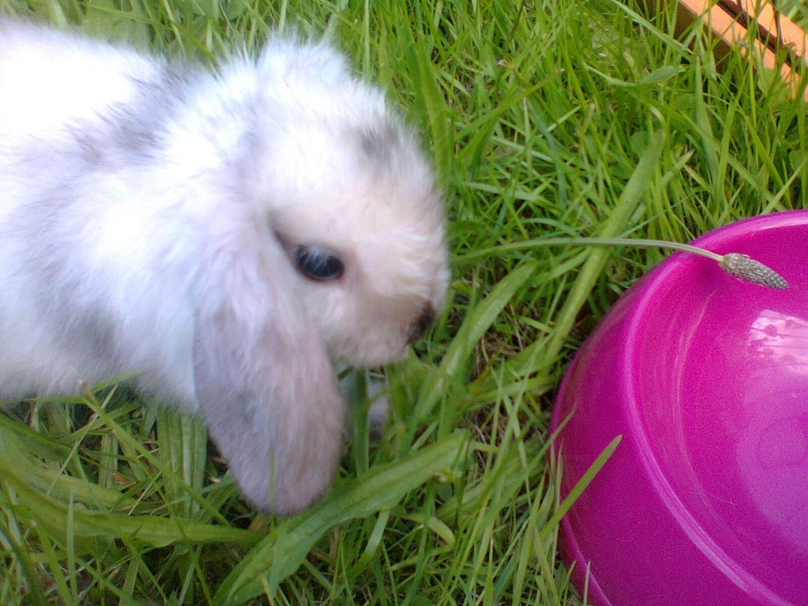 Kanin Lars <3 billede 8