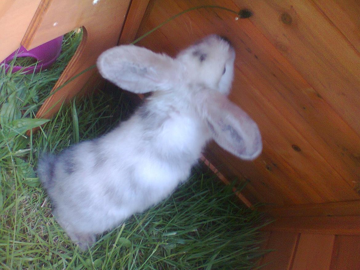 Kanin Lars <3 billede 9