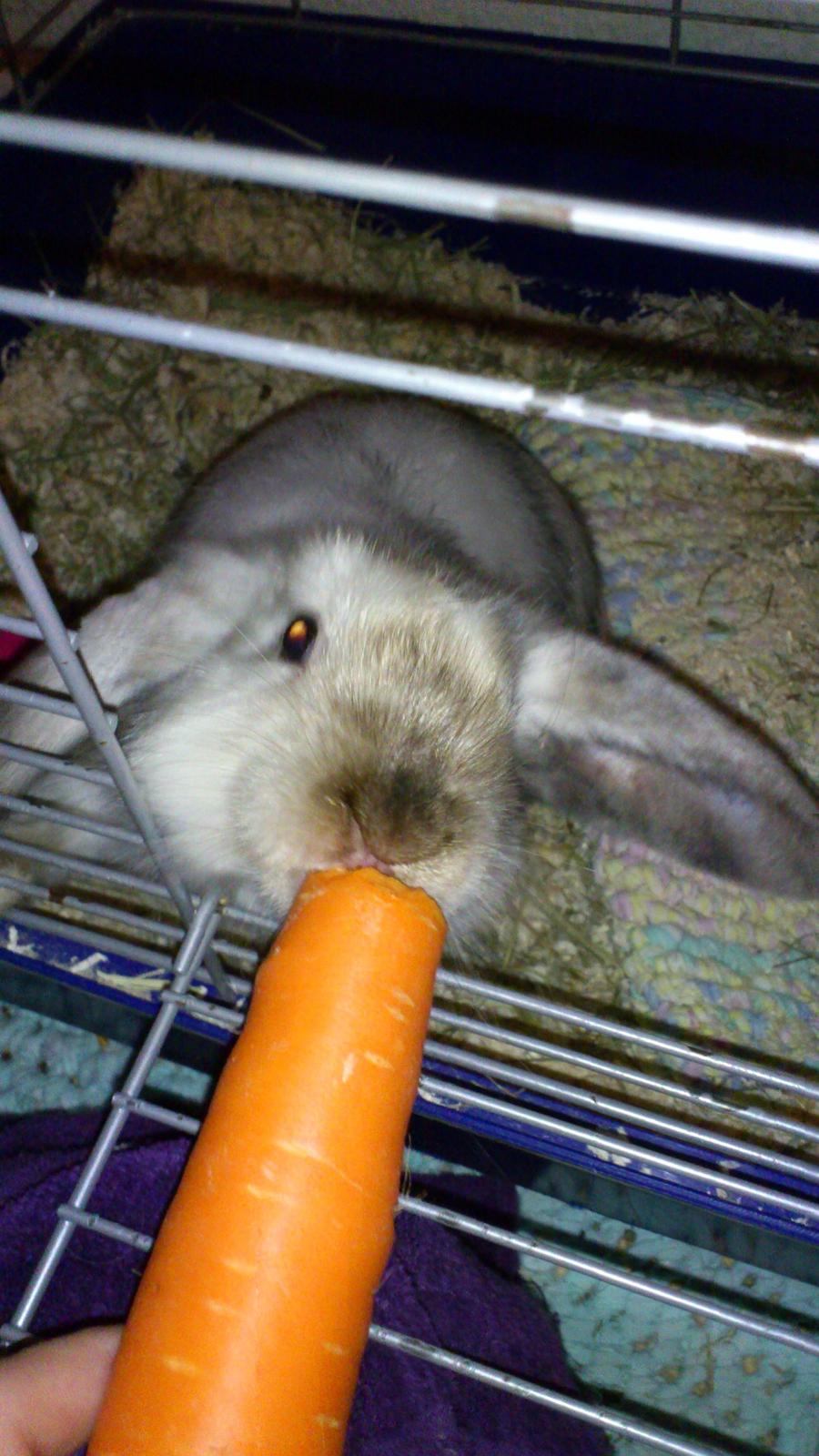 Kanin Lars <3 billede 10