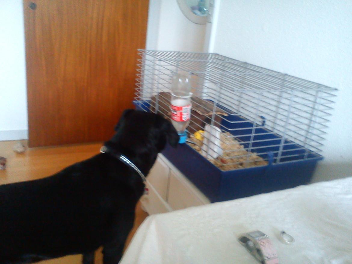 Marsvin King John John Carlos<3 billede 12