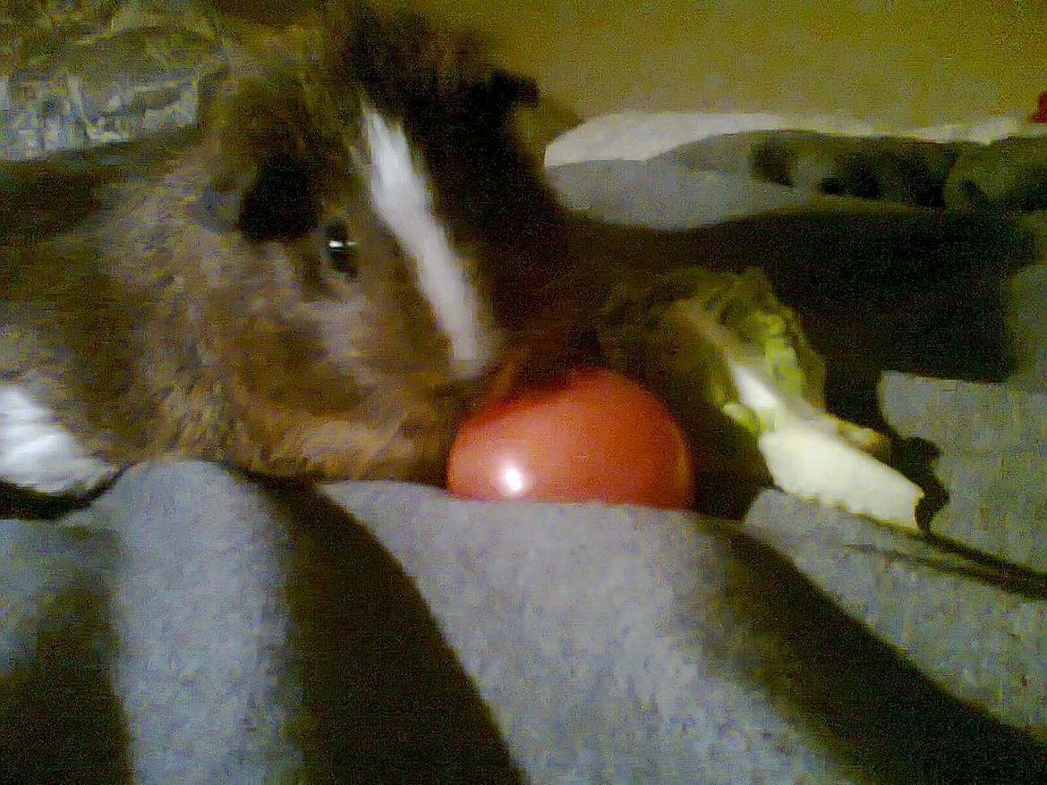 Marsvin King John John Carlos<3 billede 9