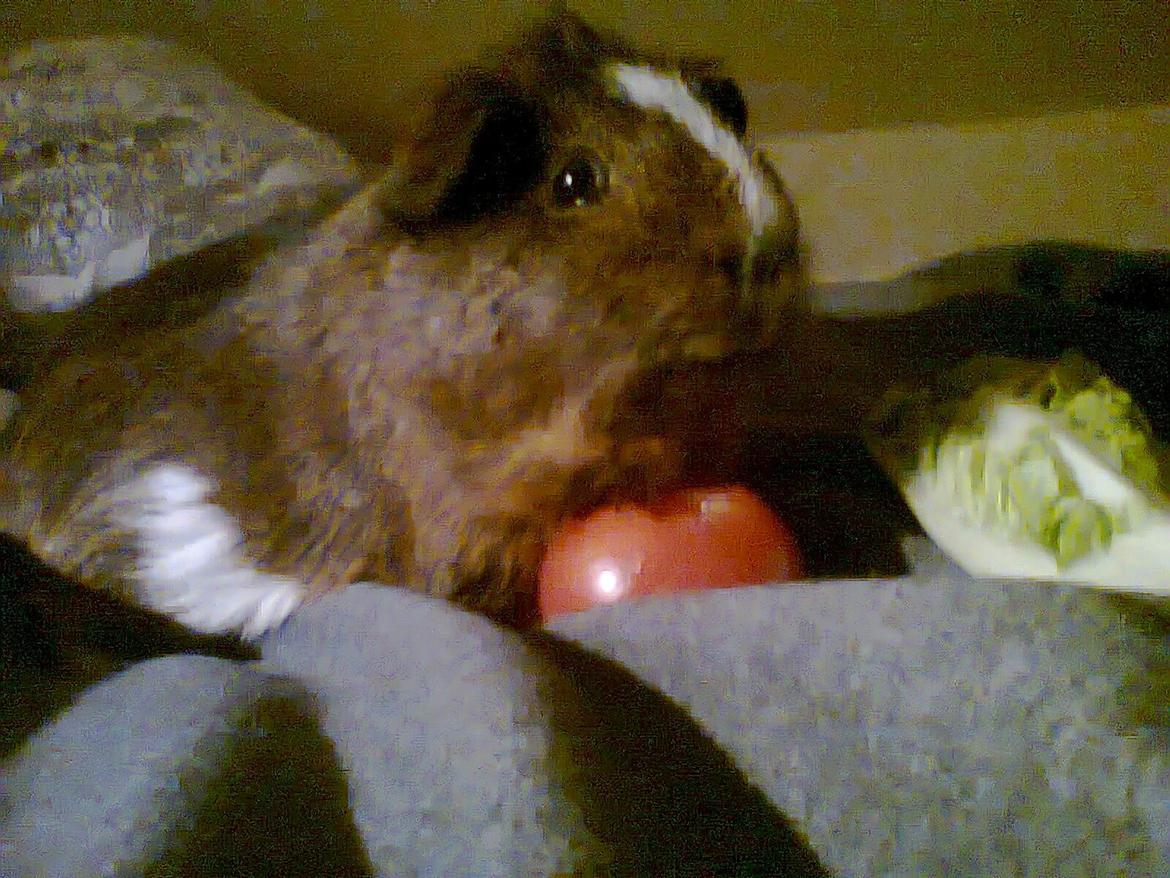 Marsvin King John John Carlos<3 billede 10