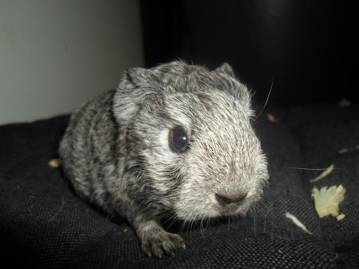 Marsvin Tantetuts Sølvstjerne billede 1