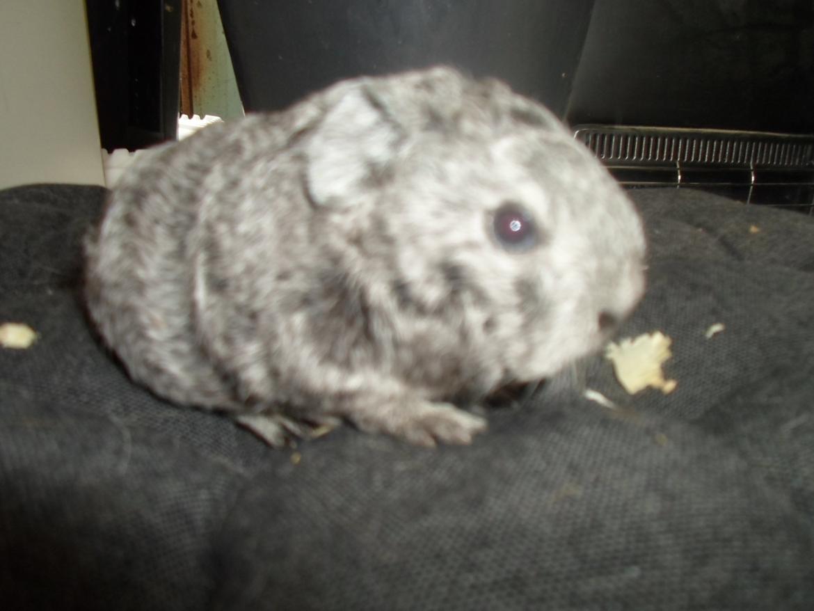 Marsvin Tantetuts Sølvstjerne billede 2