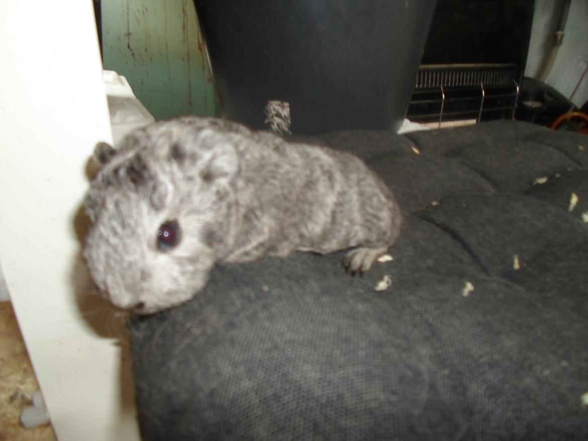 Marsvin Tantetuts Sølvstjerne billede 3