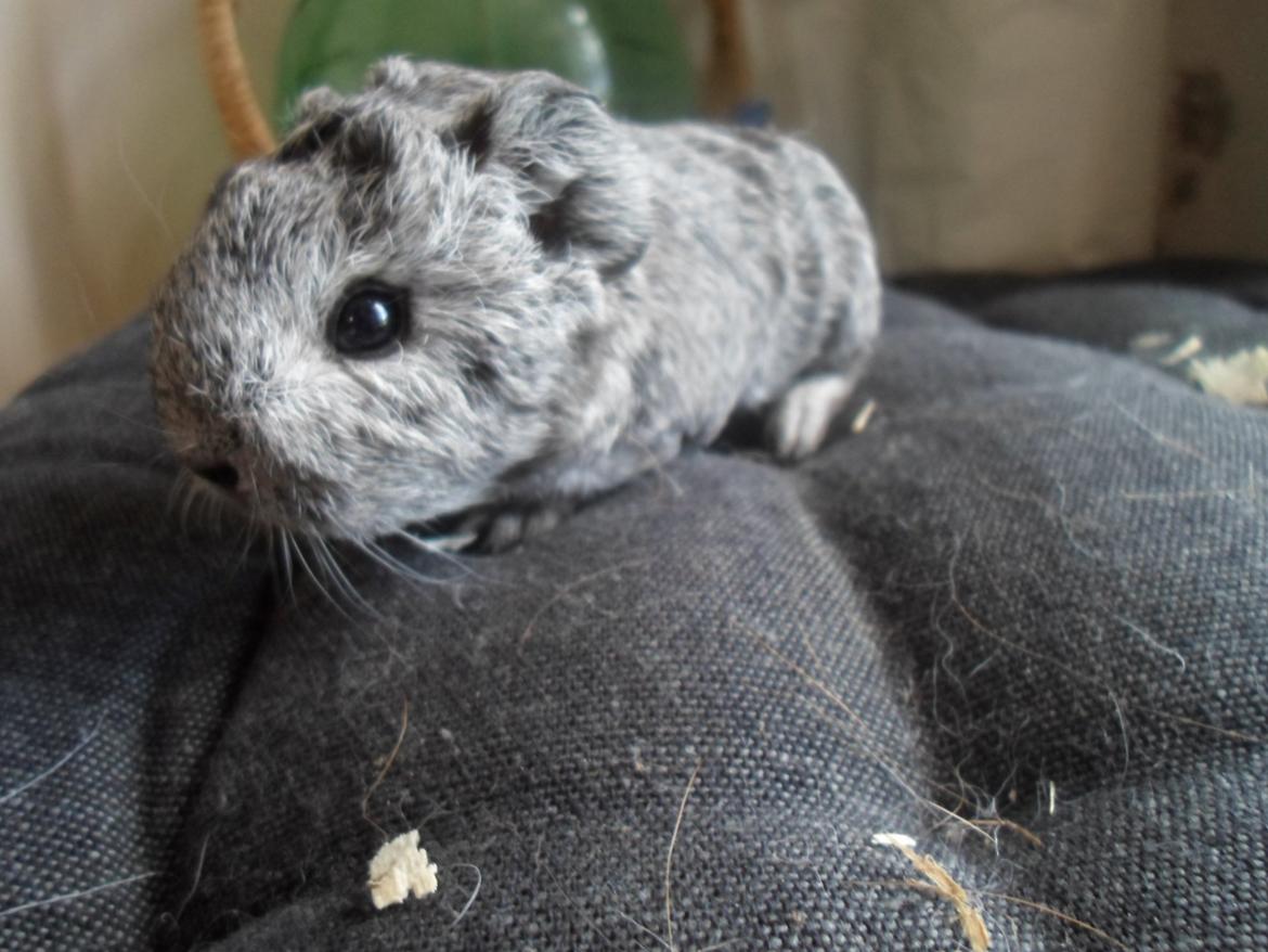 Marsvin Tantetuts Sølvstjerne billede 4