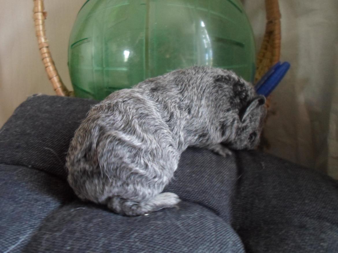 Marsvin Tantetuts Sølvstjerne billede 5