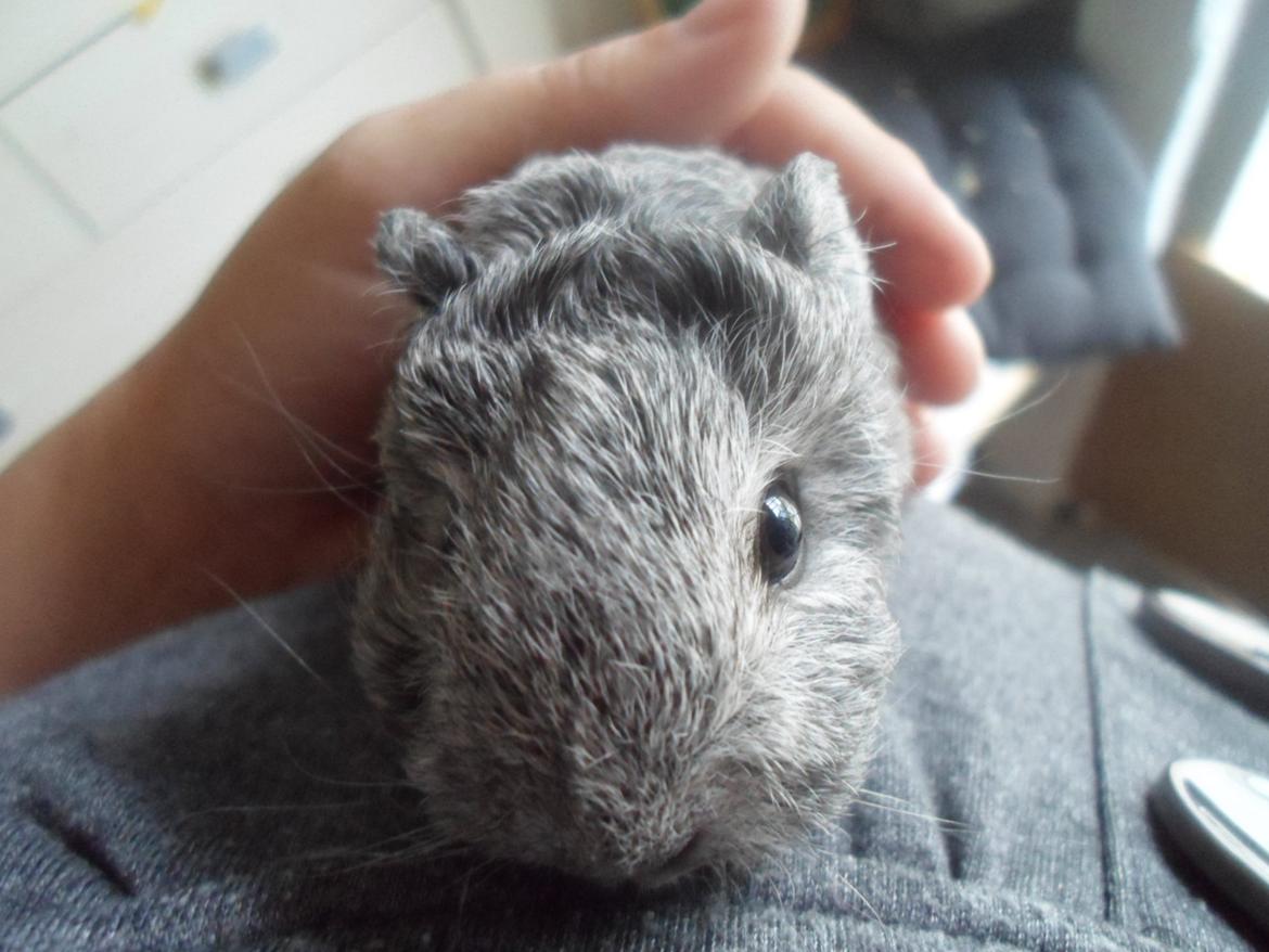 Marsvin Tantetuts Sølvstjerne billede 6