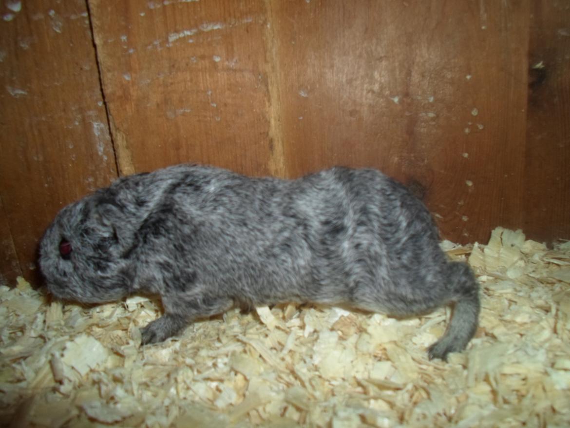 Marsvin Tantetuts Sølvstjerne billede 7