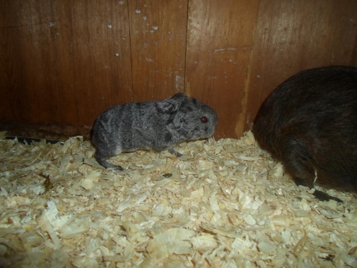 Marsvin Tantetuts Sølvstjerne billede 8