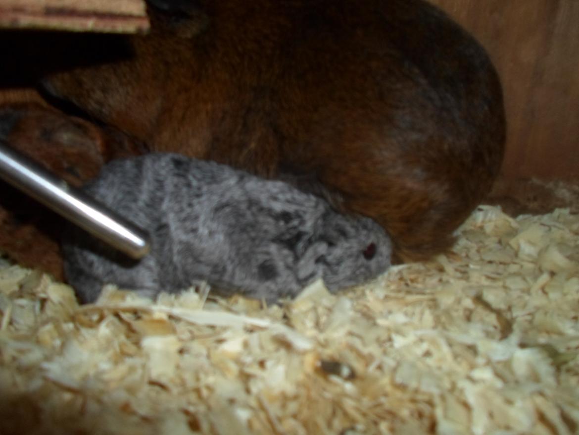 Marsvin Tantetuts Sølvstjerne billede 9