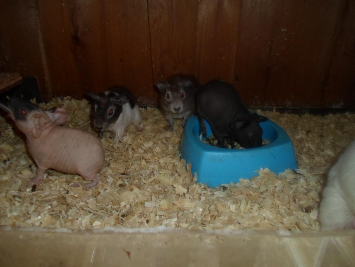 Marsvin Tantetuts Sølvstjerne billede 10