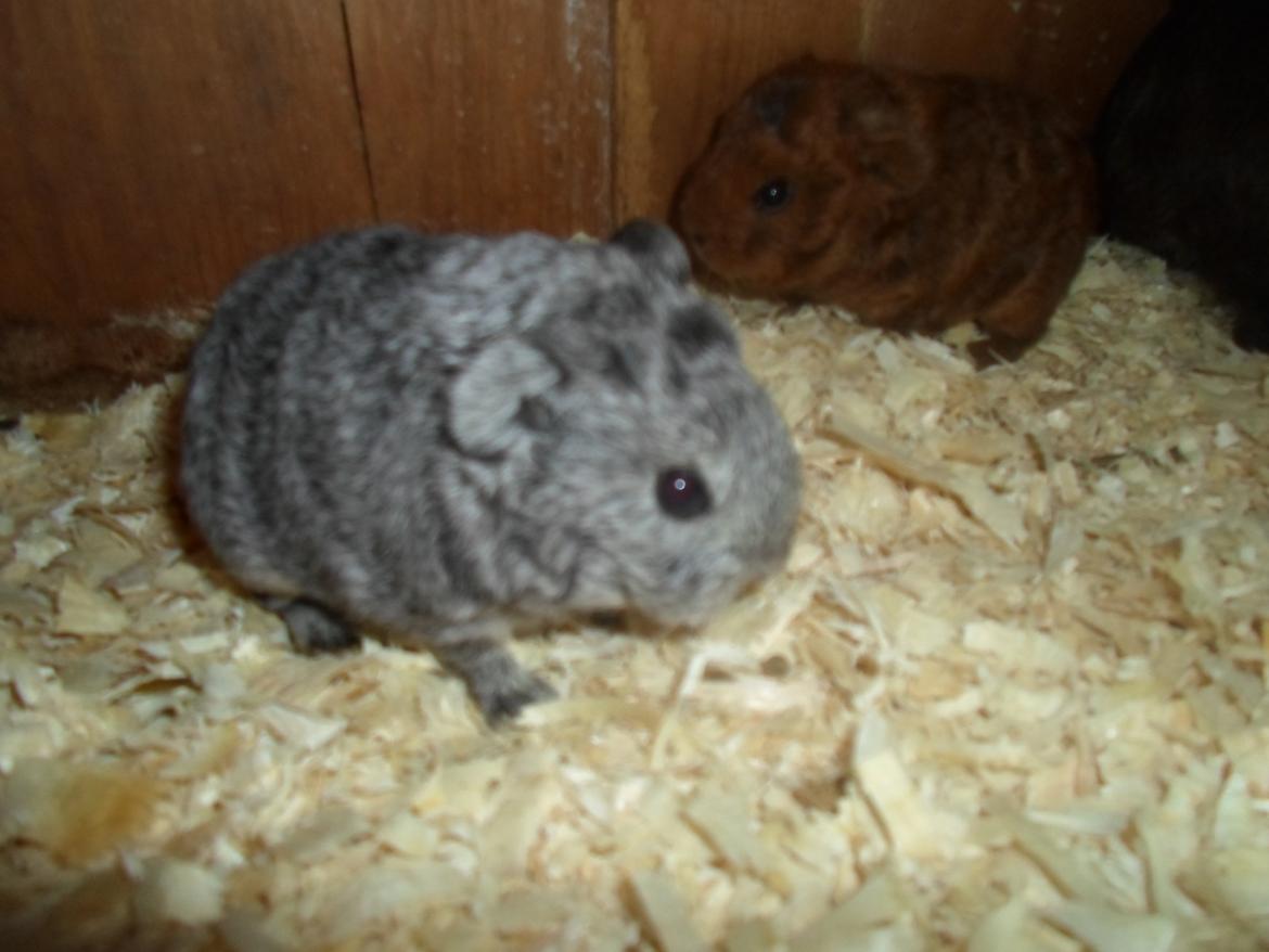 Marsvin Tantetuts Sølvstjerne billede 11