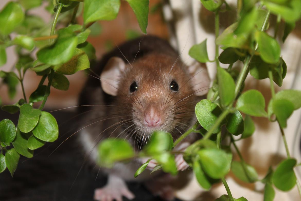 Tamrotte Dumbo Pigen billede 1