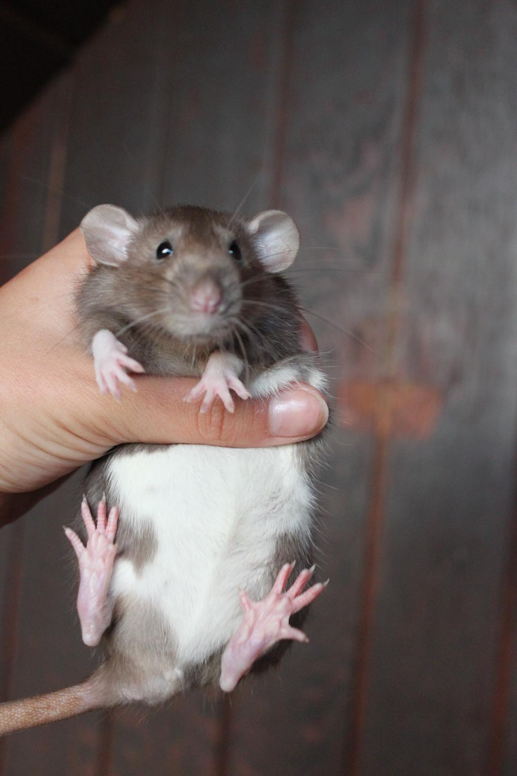 Tamrotte Dumbo Pigen billede 2