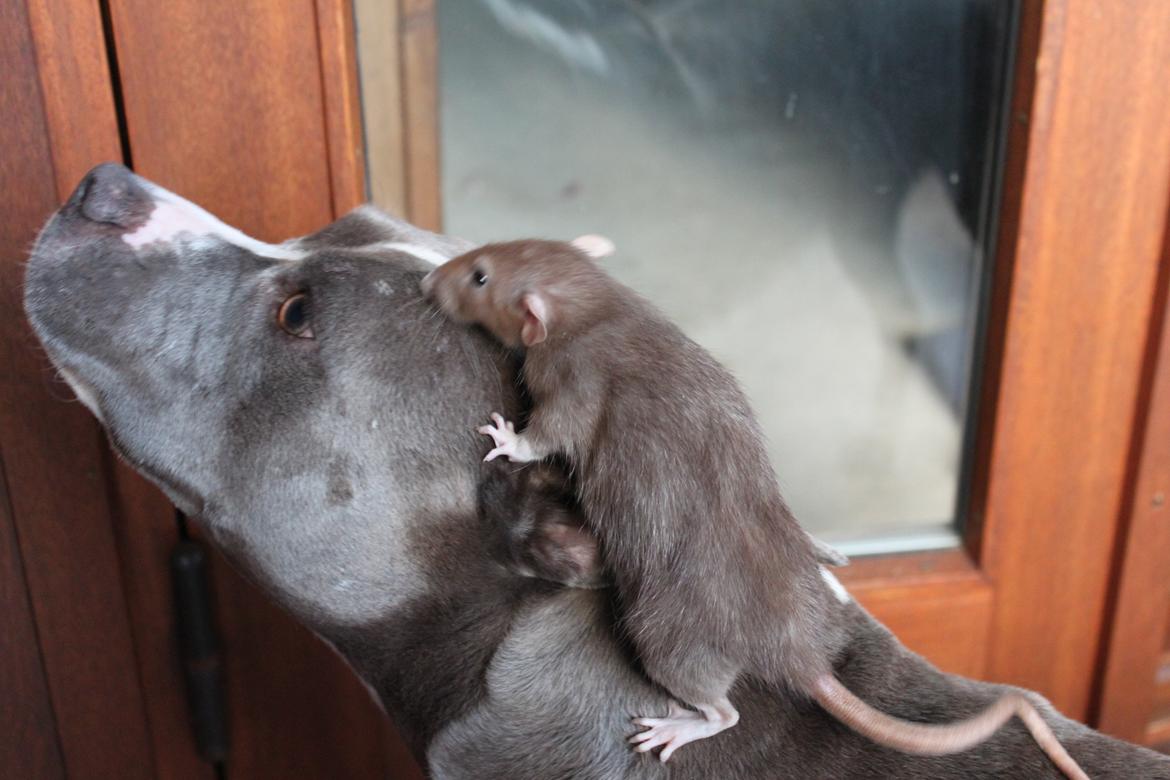 Tamrotte Dumbo Pigen billede 3