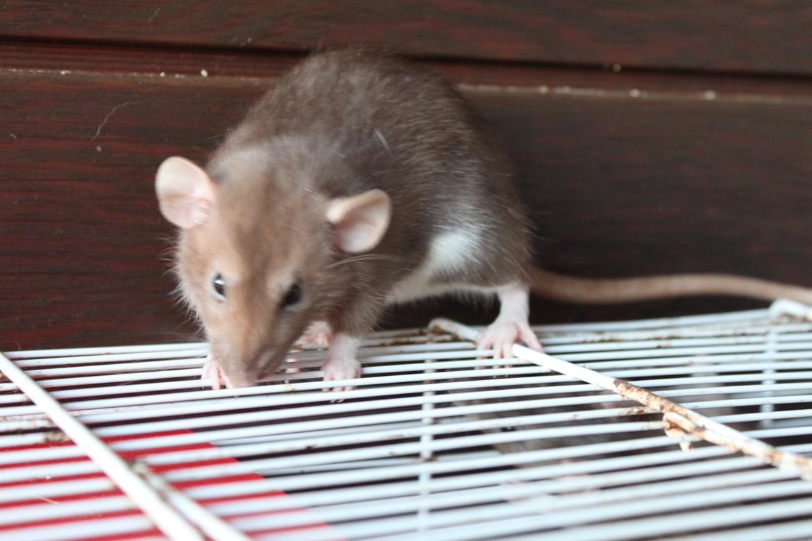 Tamrotte Dumbo Pigen billede 4