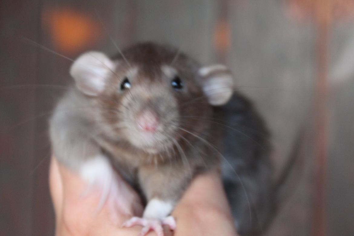 Tamrotte Dumbo Pigen billede 5