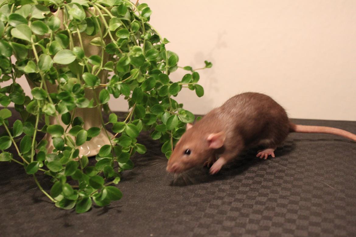 Tamrotte Dumbo Pigen billede 6