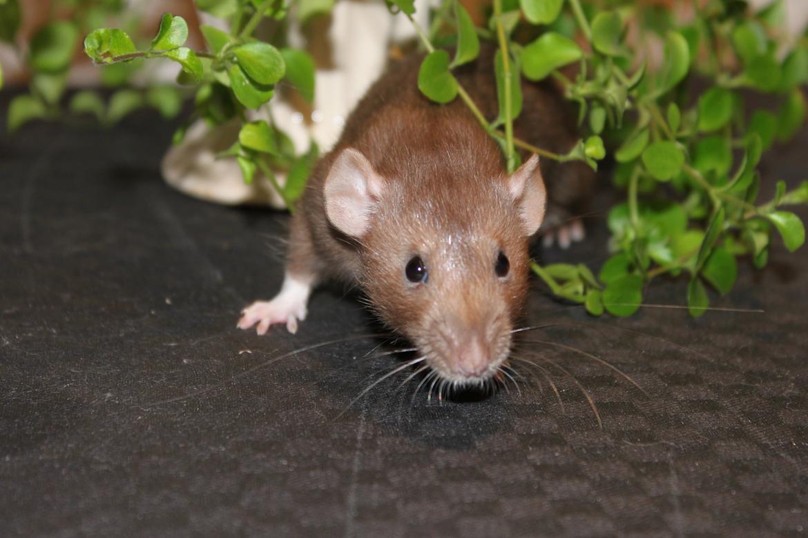 Tamrotte Dumbo Pigen billede 7