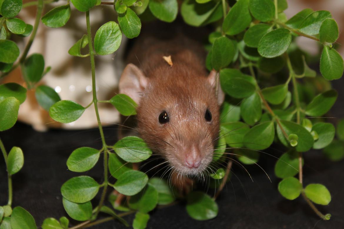 Tamrotte Dumbo Pigen billede 8