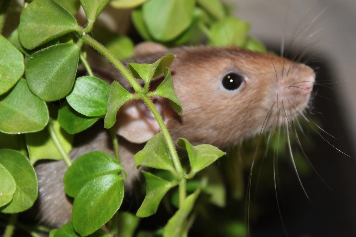 Tamrotte Dumbo Pigen billede 9