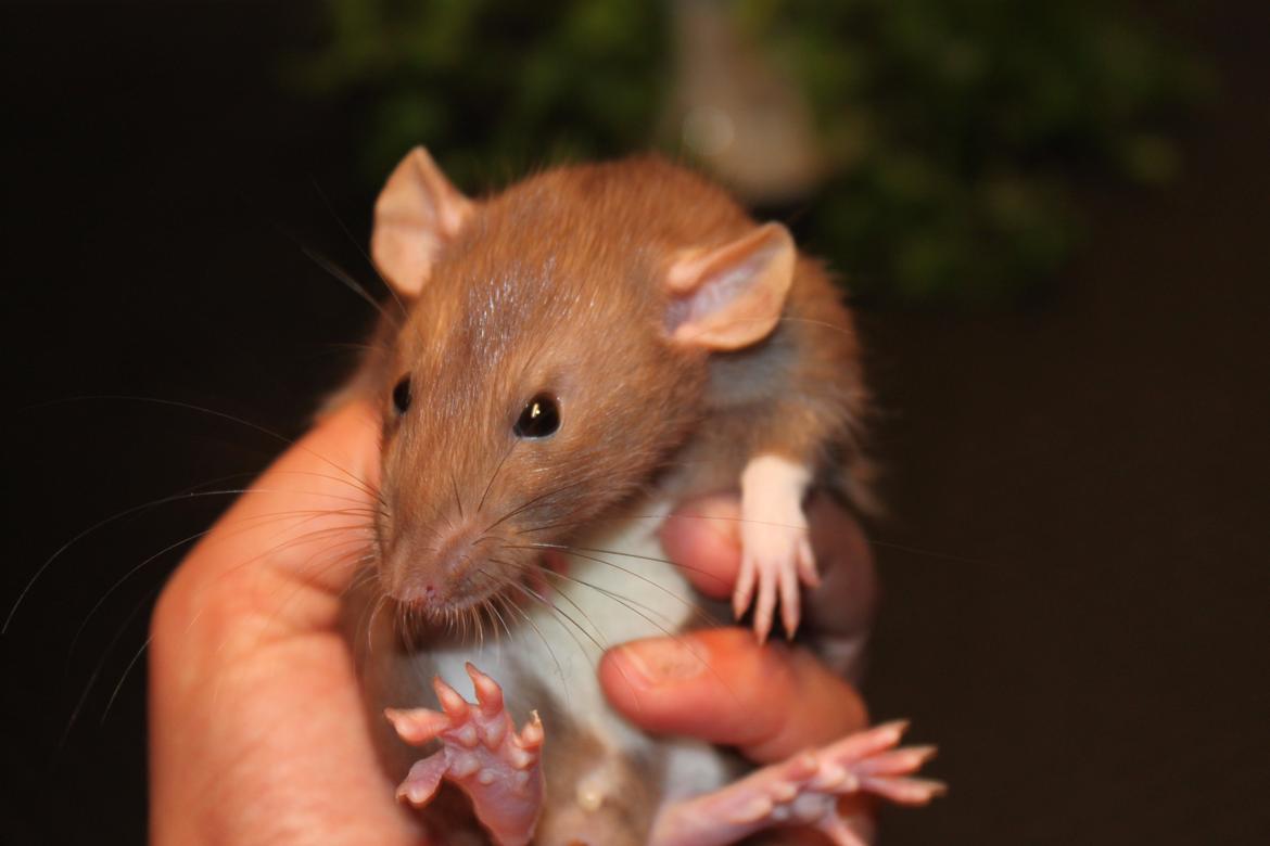 Tamrotte Dumbo Pigen billede 10