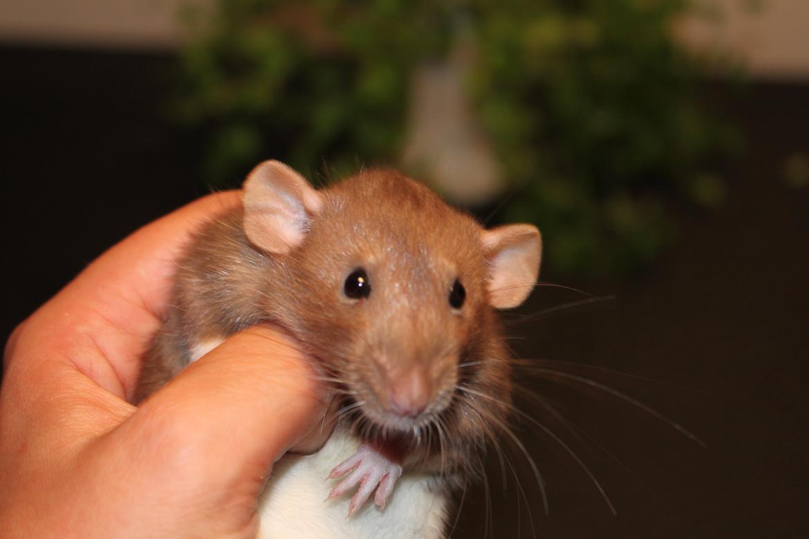 Tamrotte Dumbo Pigen billede 11