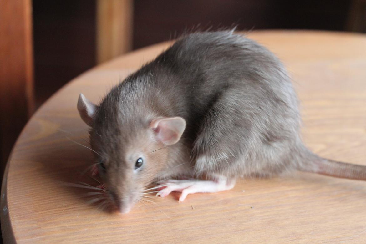 Tamrotte Dumbo Pigen billede 12