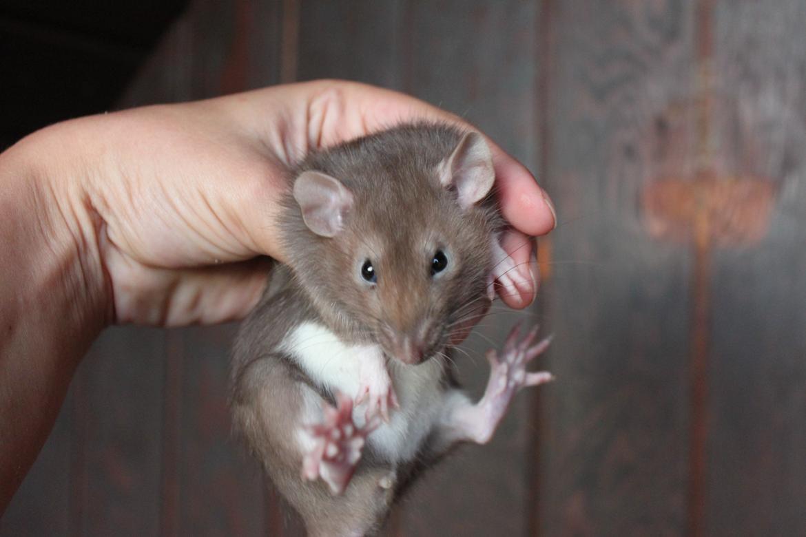 Tamrotte Dumbo Pigen billede 13