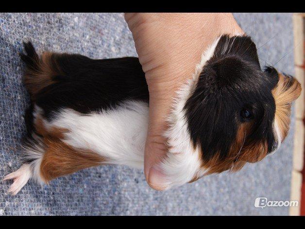 Marsvin William billede 1