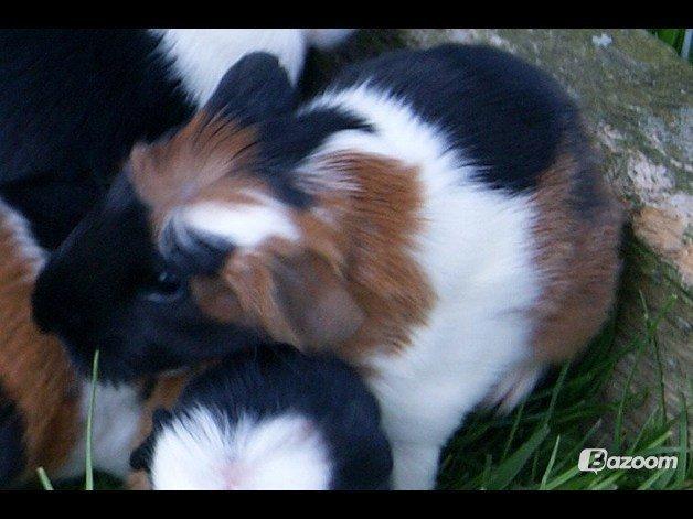 Marsvin William billede 2